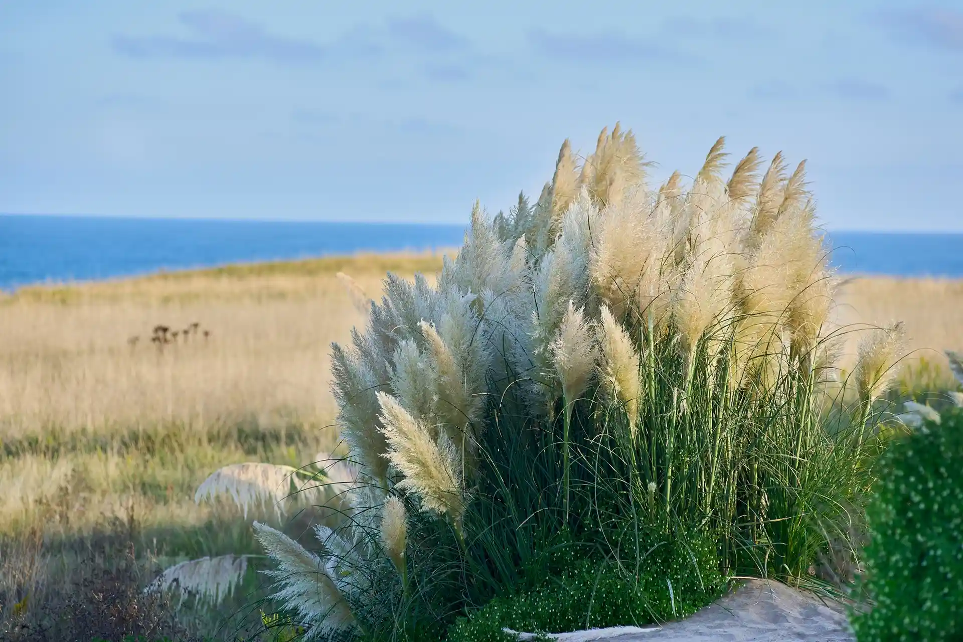 Olas comunidad oceánica - Mar del Plata