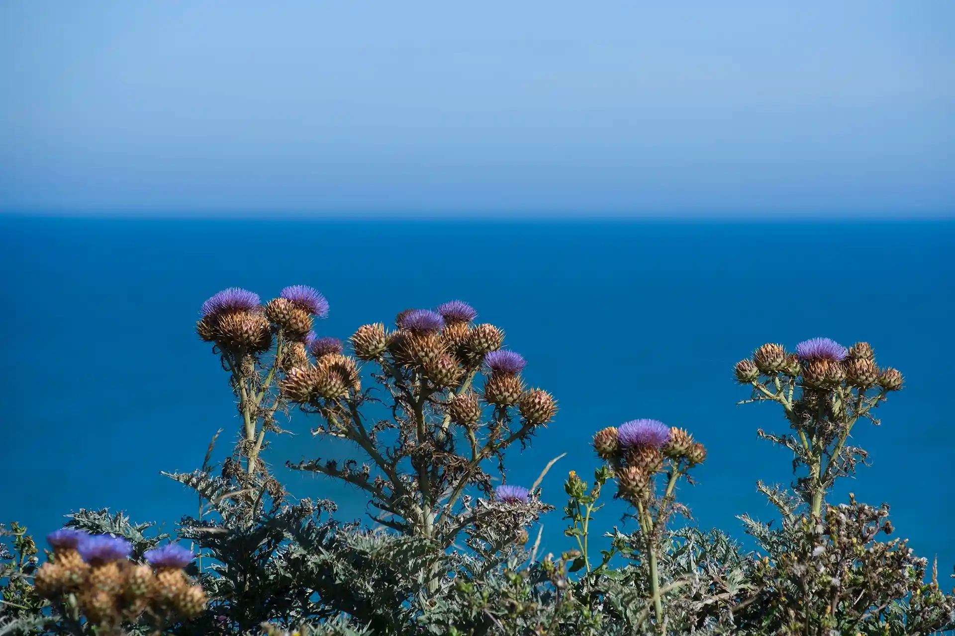 Olas comunidad oceánica - Mar del Plata