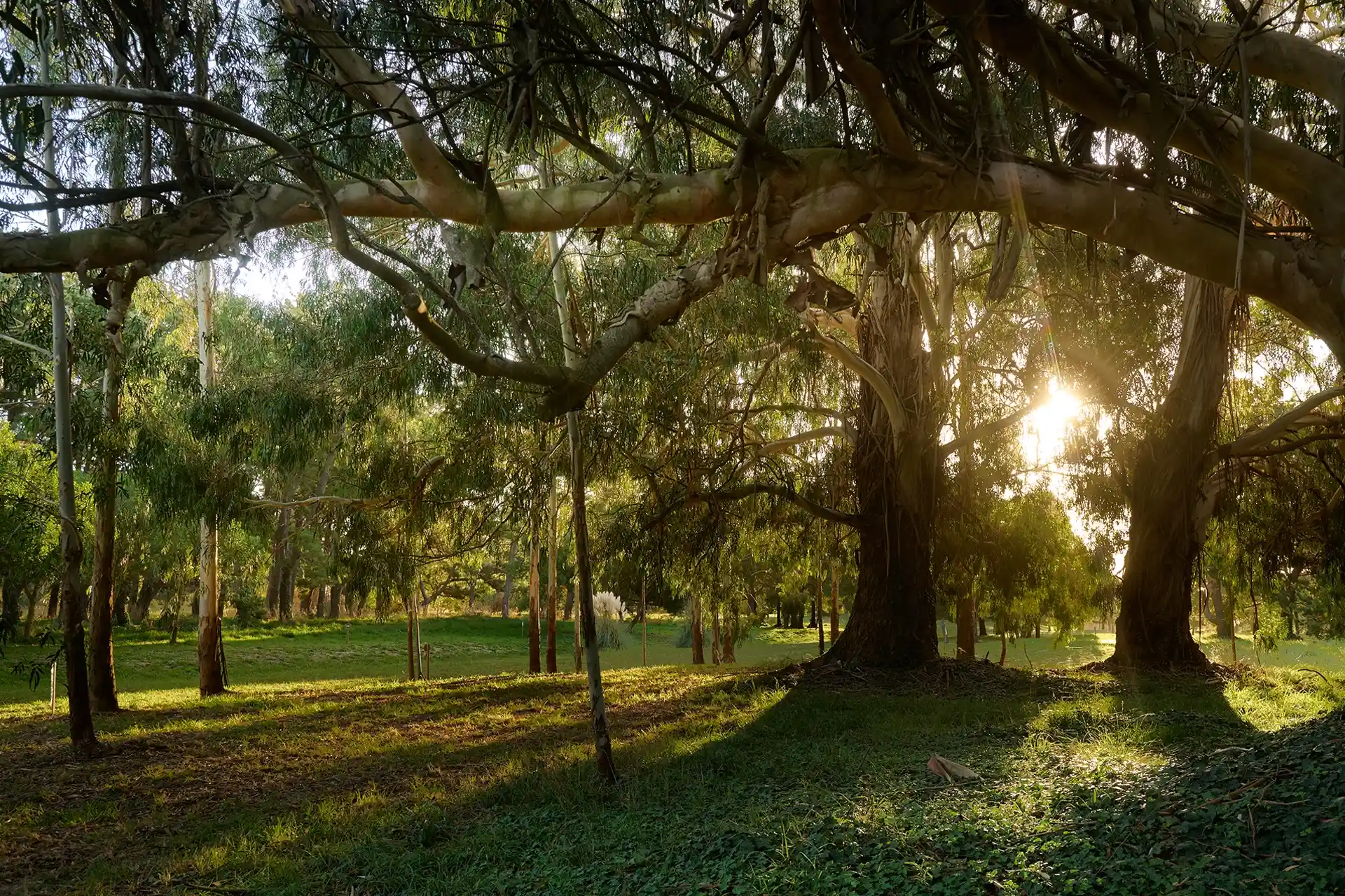 Olas comunidad oceánica - Mar del Plata