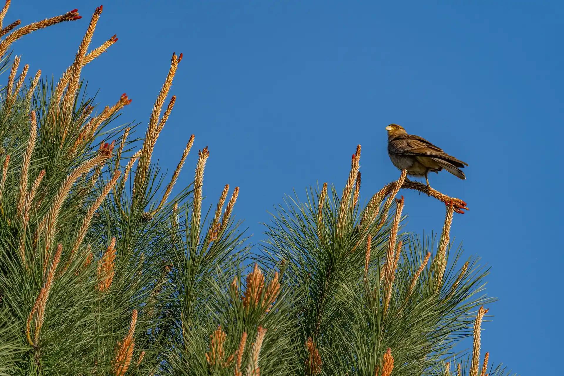 Olas comunidad oceánica - Mar del Plata