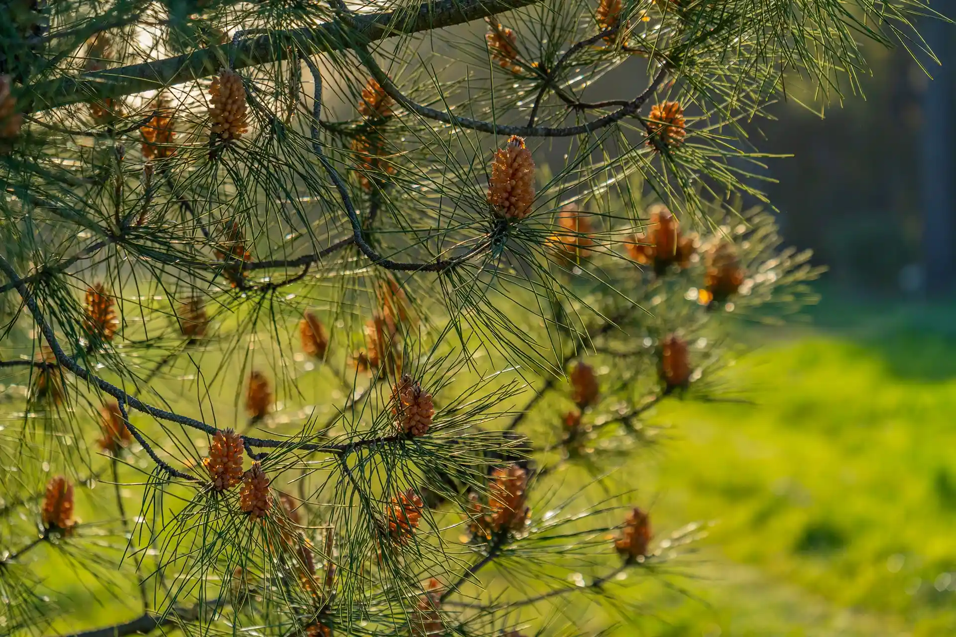 Olas comunidad oceánica - Mar del Plata