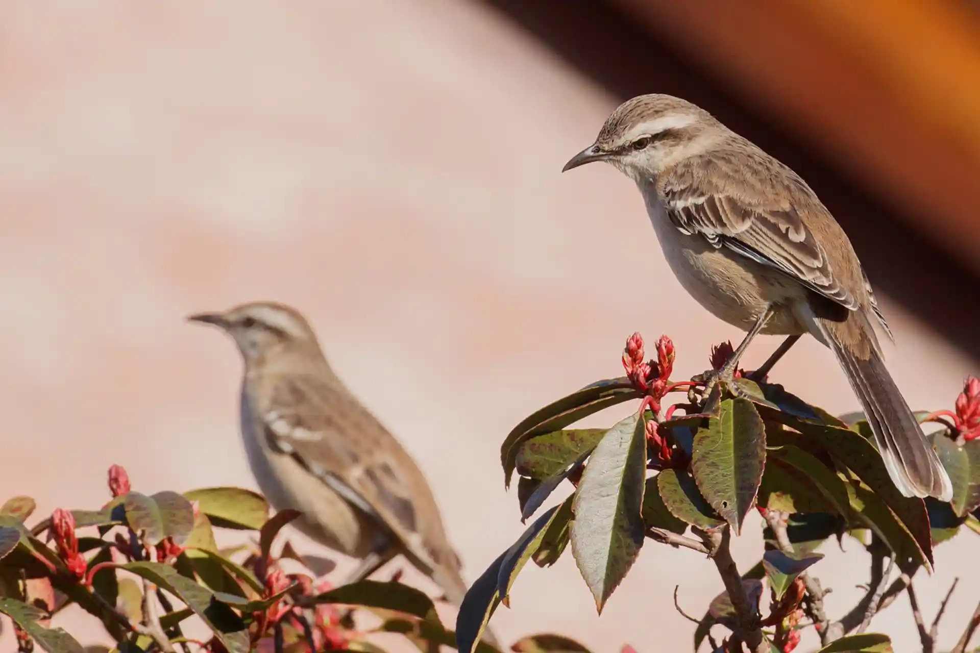 Olas comunidad oceánica - Mar del Plata