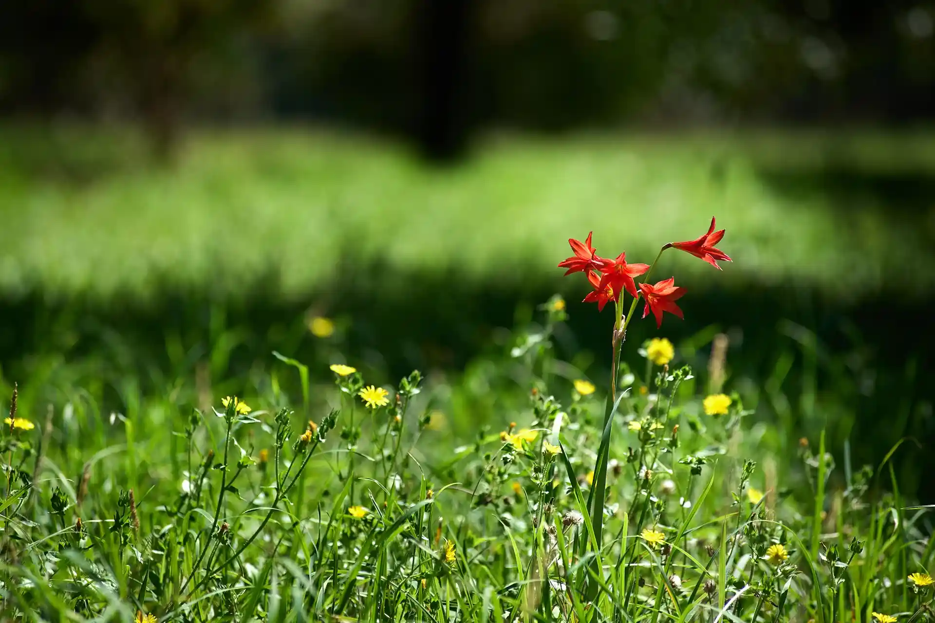 Olas comunidad oceánica - Mar del Plata