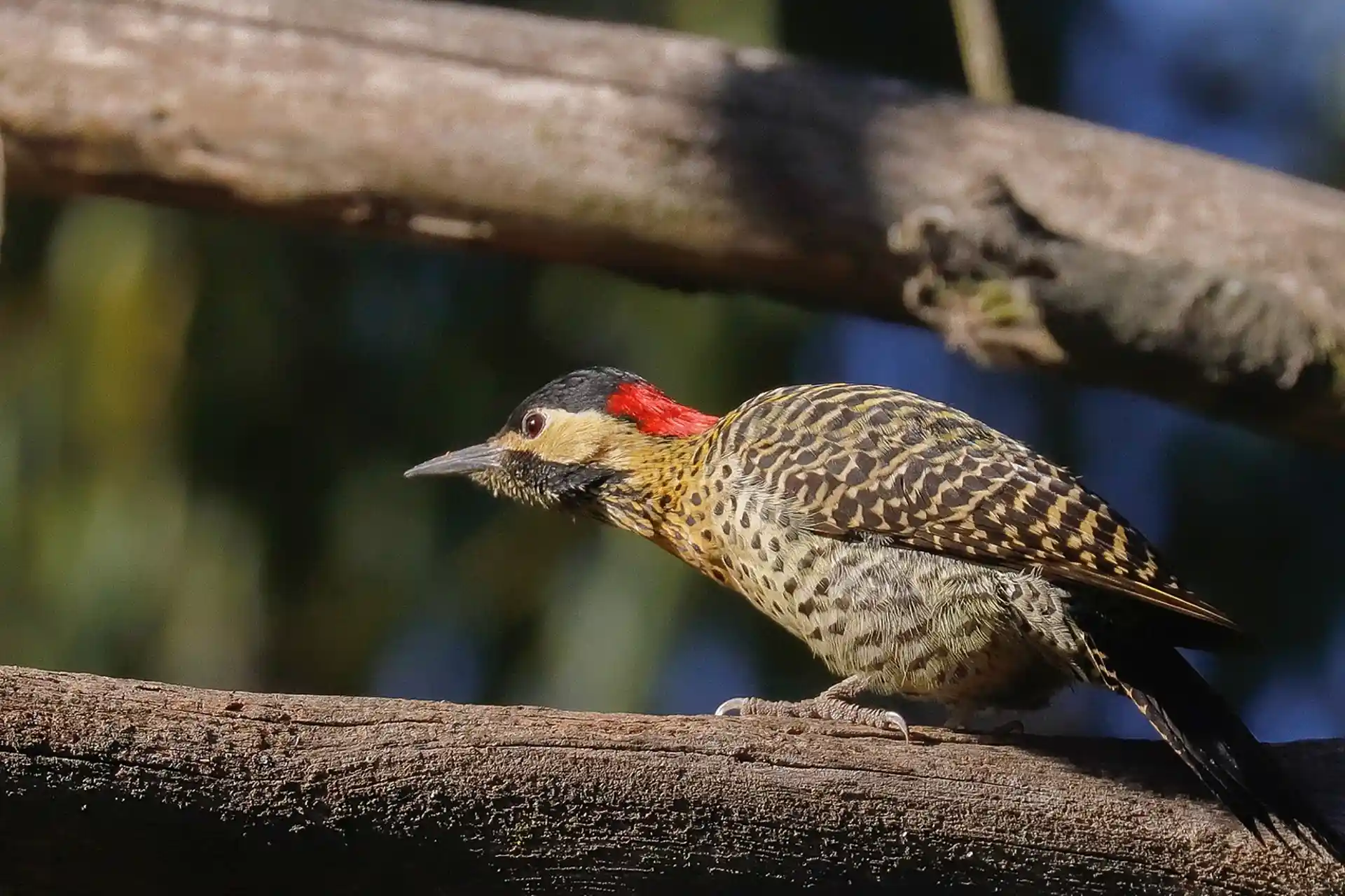 Olas comunidad oceánica - Mar del Plata