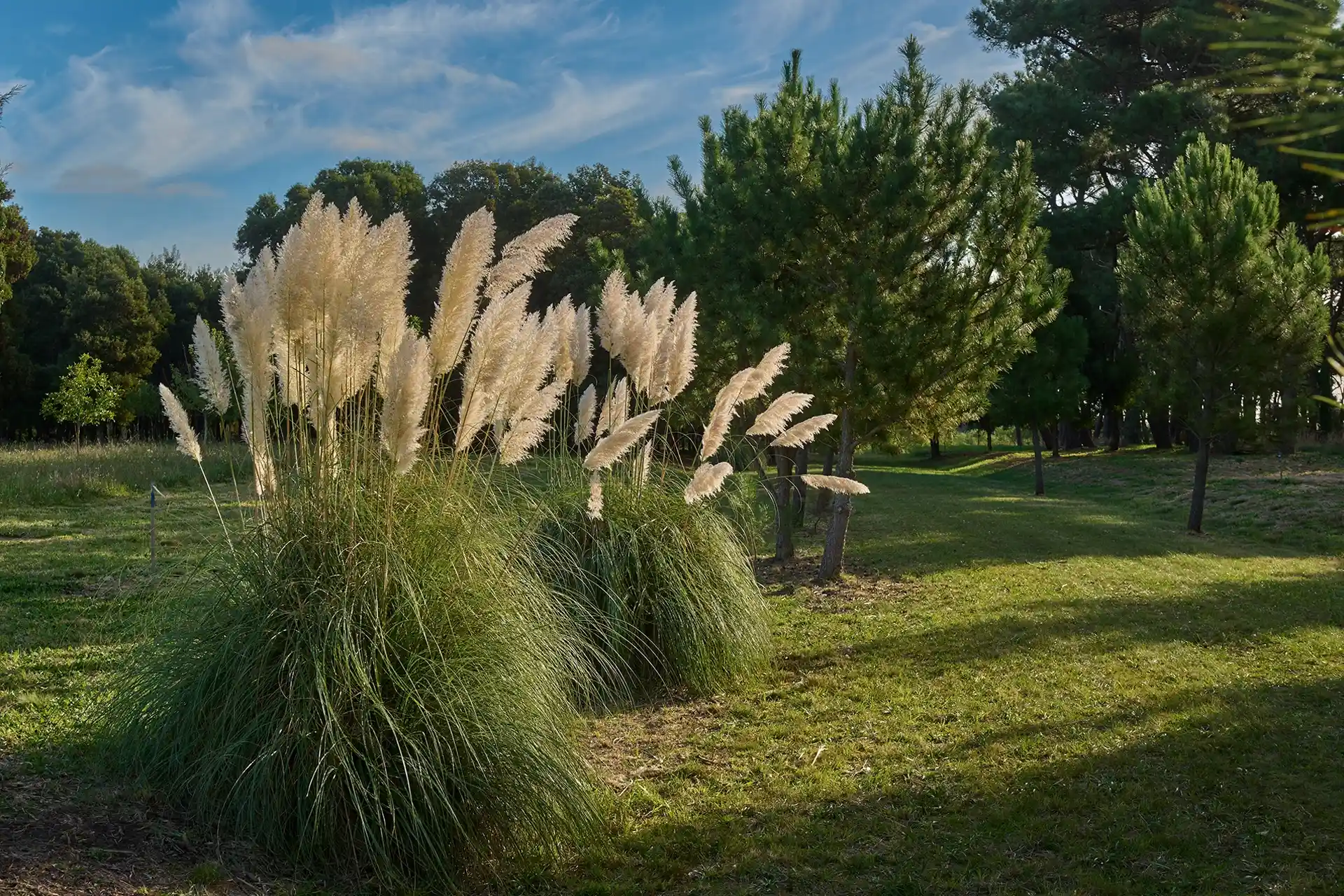 Olas comunidad oceánica - Mar del Plata